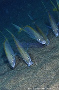 Pseudocaranx dentex Carangue dentue-Acores Sao Miguel H2KAL-18m-20170826-Denis-ADER-DSC_0441_tn